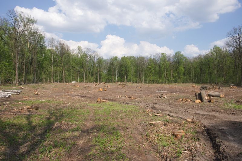 Forest Thinning Operations