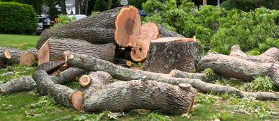 Local Tree Removal Experts